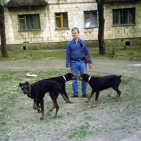 Фотография "Справа - глава доберманского семейства - мой любимчик Мальчик, проживший у меня в мастерской 10 лет...Слева его жена - Трикси, смотрит их последыш Изюм...Эта пара в течении 10 лет наплодили 200! щенков! В год трикси дважды рожала - то 8 сначала, через полгода ещё 12 щенков...Все распродавал...Прошло 17 лет со дня смерти моего Мальчика, а он мне периодически снится, вместе с Трикси...Снится, что надо их покормить, выгулять - тоска зелёная...До слёз тоскую..."