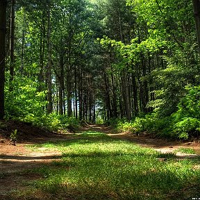 Фотография от Купинское Лесное хозяйство