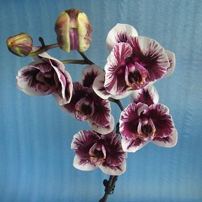 Фотография от Виолетта орхидеи Сызрань