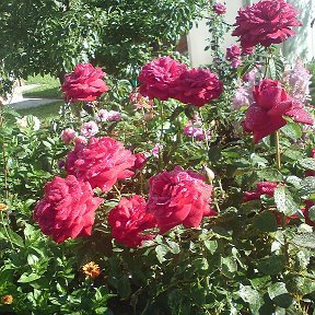 Фотография "Мои розы на даче"
