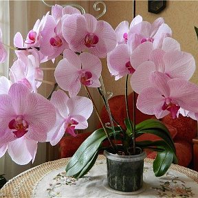 Фотография от Клумба орхидеи