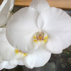 Фотография "Одна из моих орхидей"