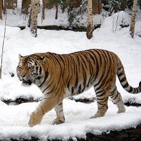 Фотография "Уссурийский тигр "