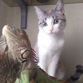 Фотография "Гоша это игуан и кошка Маня."