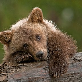 Фотография от Михаил Максименко