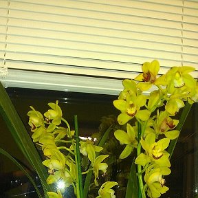 Фотография "Мои орхидеи"