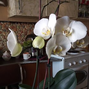 Фотография "Орхидеи цветут у меня на окне"