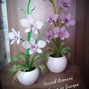 Фотография "Мои Красавицы Орхидея Фаленопсис "