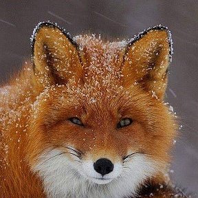 Фотография от ♥ღ♥ the sly fox ♥ღ♥ Olesya****
