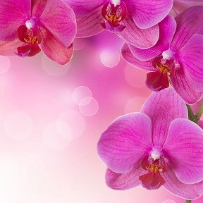 Фотография от Орхидея текстиль по оптовой цене