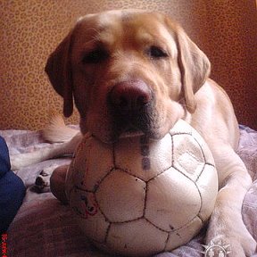 Фотография "люблю футбол, даже сплю с мячом"