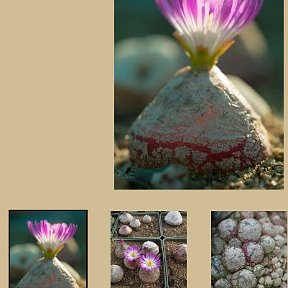 Фотография "Conophytum burgeri ( «лук бургера» )  120р/3 сем"