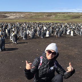 Фотография "Колония королевских пингвинов,Фолклендские острова"