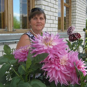 Фотография "Георгины люблю как и хризантемы.без них не мыслю сад."
