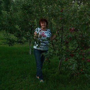 Фотография "первый урожай яблок"