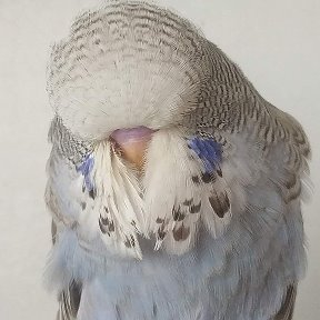 Фотография от Выставочные Волнистые попугаи (ЧЕХИ)