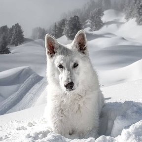 Фотография от Николай Галкин