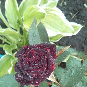 Фотография "у Светланы Викторовны  начали распускаться розы"