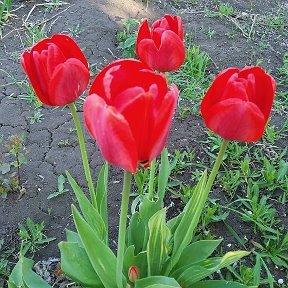 Фотография "Весна красна! Голландские тюльпаны - цвета алой крови, цвета Победы!! #тюльпаны #цветы #весна #весна2020 #дача"
