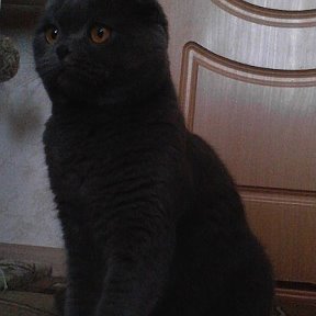 Фотография "мой любимый кот амур"