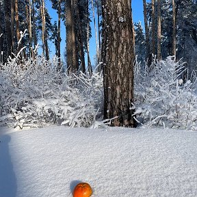 Фотография от СВЕТЛАНА Бархатова