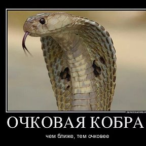 Фотография от BLACK COBRA