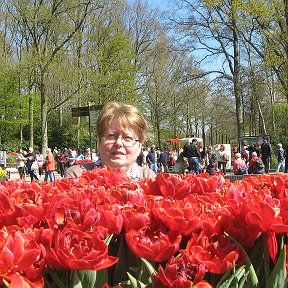 Фотография "парк тюльпанов Keukenhof  Май 2013"