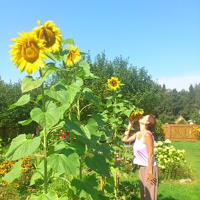 Фотография "130821 Поцелуй солнышка))"