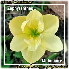 Фотография "Zephyranthes Millionaire 
КОЛЛЕКЦИЯ 

взрослые 1000₽/шт
Доступно 3 луки

#zephyranthes_millionaire
 #zephyranthes #zephyranthes 
 #rainlily 
 #alenkintsv #купить #луковицы #почта #растениядлясада #растениядома #растенияпочтой #семенапочтой #семенацветов"