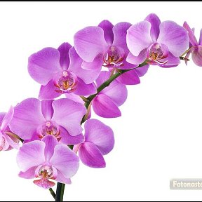 Фотография от Орхидея Иваново