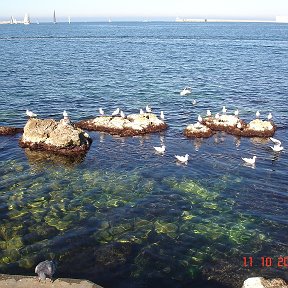 Фотография "Черное море, белые чайки..."