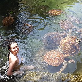 Фотография "Барака Аквариум 🐢Эмоции через край! 🙈А вы плавали с полувековыми черепахами?! #barakaaquarium #zanzibar #tanzania #emotions #turtles @ Kendwa, Zanzibar North, Tanzania"