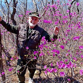 Фотография "Кому, как нравится.  Можно --багульник, а правильно --рододендрон..."