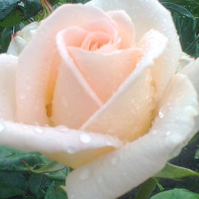Фотография "моя роза. июль 2017г."