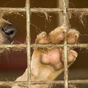 Фотография от Вторая Жизнь Помощь животным