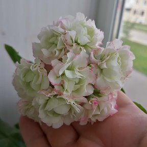 Фотография "Apple Blossom Rosebud❤💕💗💞"