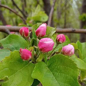 Фотография от Валентина Эриванова (Капитонова)