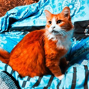 Фотография от Orange Cat