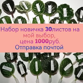 Фотография от Надежда (Фиалки) Мичуринск