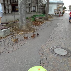 Фотография "Utinnoe semejstwo wozwraschaetsja domoj s progulki po gorodu)))"