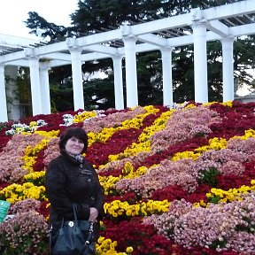 Фотография "Ялта, бал хризантем. Никитский ботанический сад ноябрь 2016"