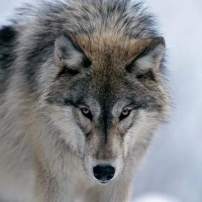 Фотография от 🐺 Одинокий Волк 🐺