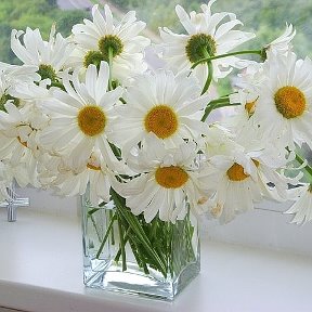 Фотография "Мои любимые цветы"