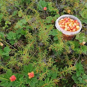 Фотография от ПАС Куйбина