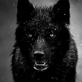 Фотография "Волк"