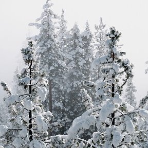 Фотография от Ирина Сычёва (Полятыкина)