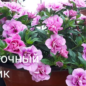 Фотография от Цветочный Домик Кострома