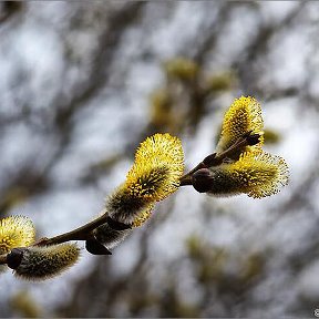 Фотография от Мира Славнова