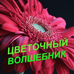 Фотография от Цветочный Волшебник