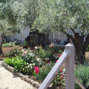 Фотография "часть Гефсиманского сада"